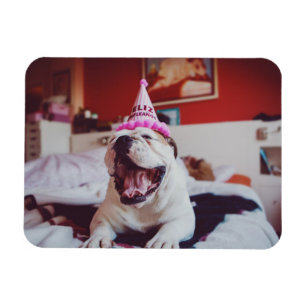 Imán Bulldog británico de las imágenes el de Getty