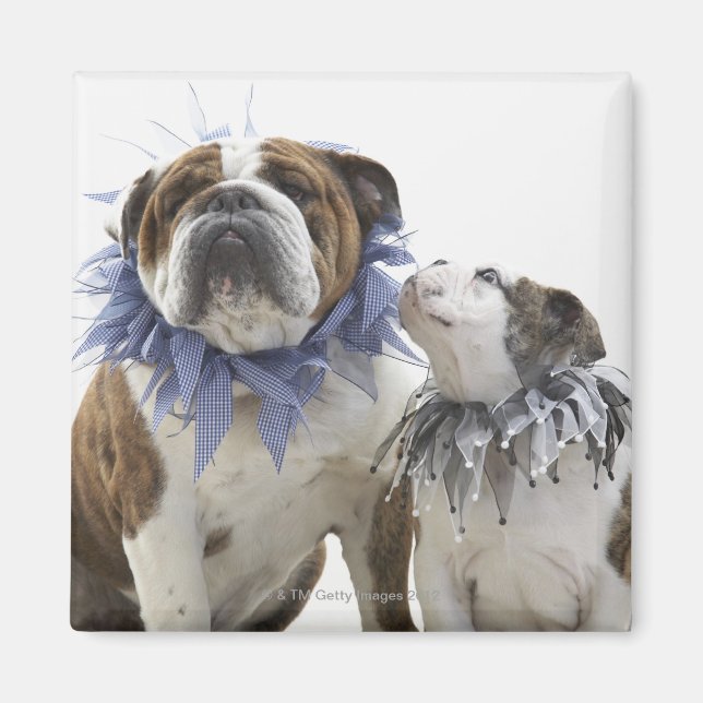 Imán Bulldog británico y cachorro con cuello de bufón, (Frente)