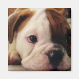 Imán Bulldog cachorro Magnet