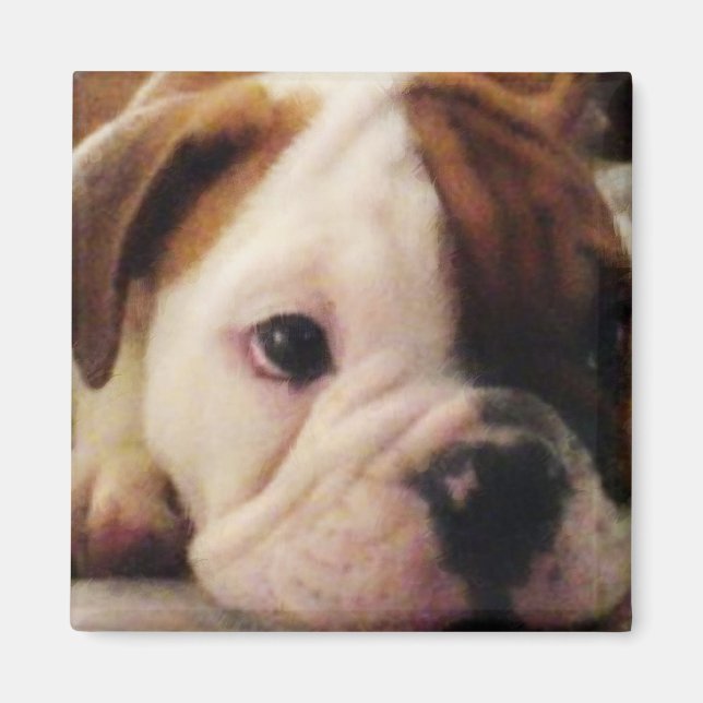 Imán Bulldog cachorro Magnet (Frente)