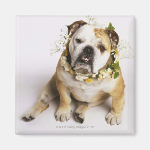 Imán Bulldog con el cuello de la flor