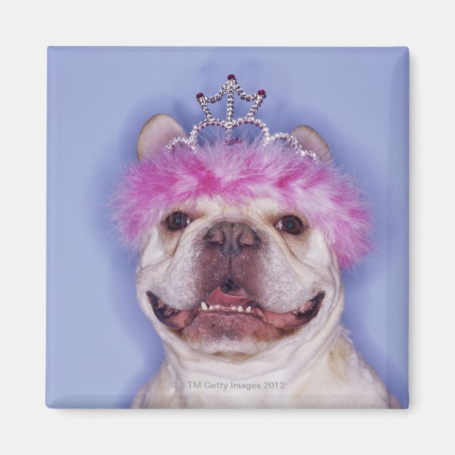 Imán Bulldog con tiara (Frente)