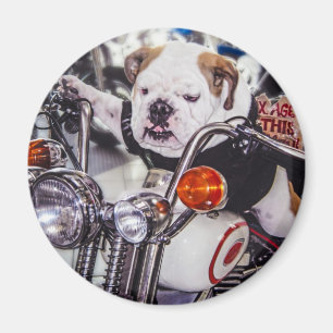 Imán Bulldog en la motocicleta