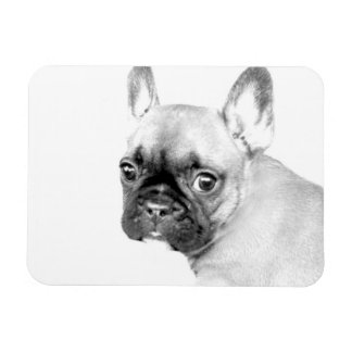 Imán Bulldog francés