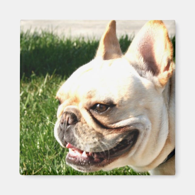 imán Bulldog francés (Frente)