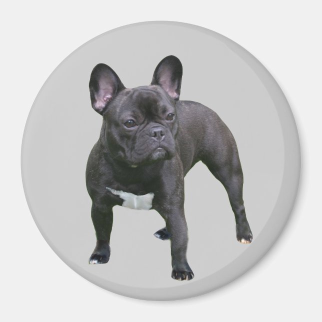 imán Bulldog francés (Frente)