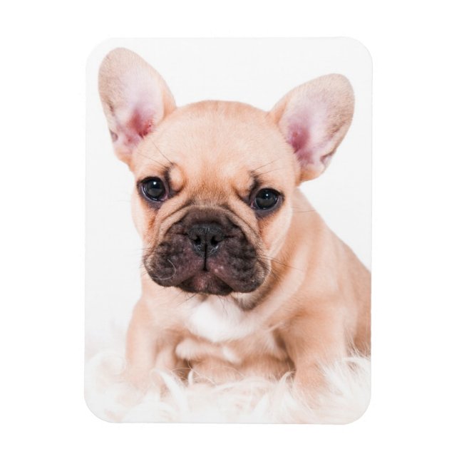 Imán Bulldog francés (Vertical)