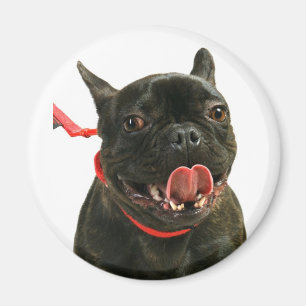 Imán Bulldog francés