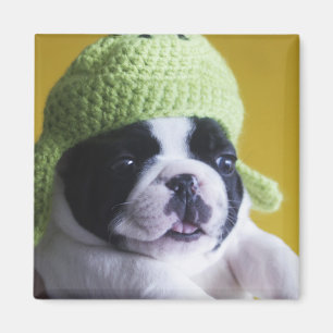 Imán Bulldog francés