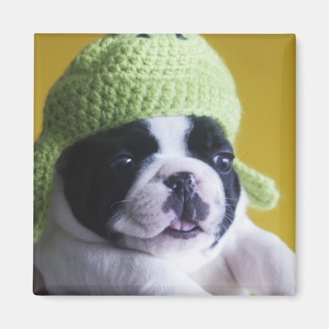 Imán Bulldog francés (Frente)