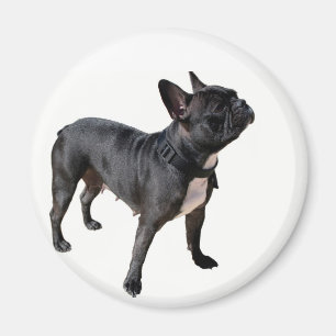 Imán Bulldog francés