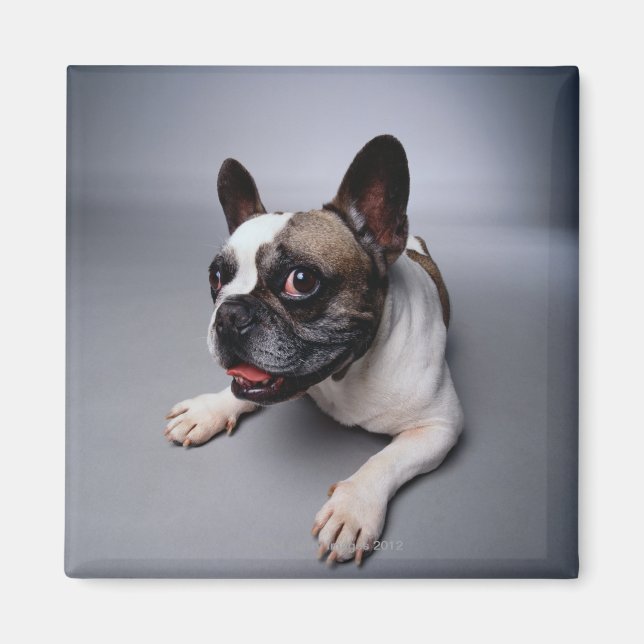 Imán Bulldog francés (Frente)