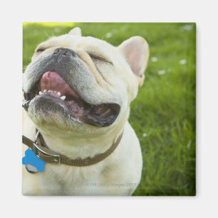 Imán Bulldog francés
