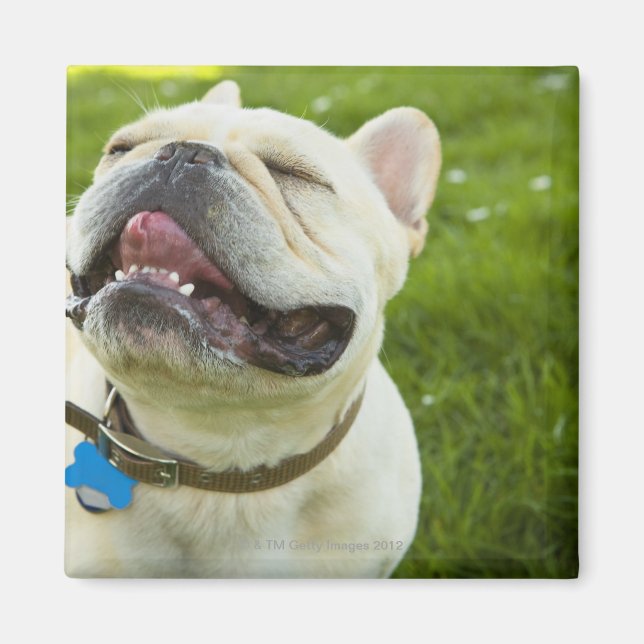 Imán Bulldog francés (Frente)