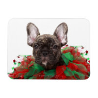 Bulldog francés con collar de Navidades