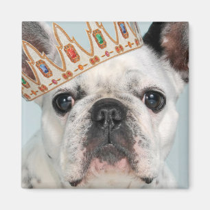 Imán Bulldog francés con corona
