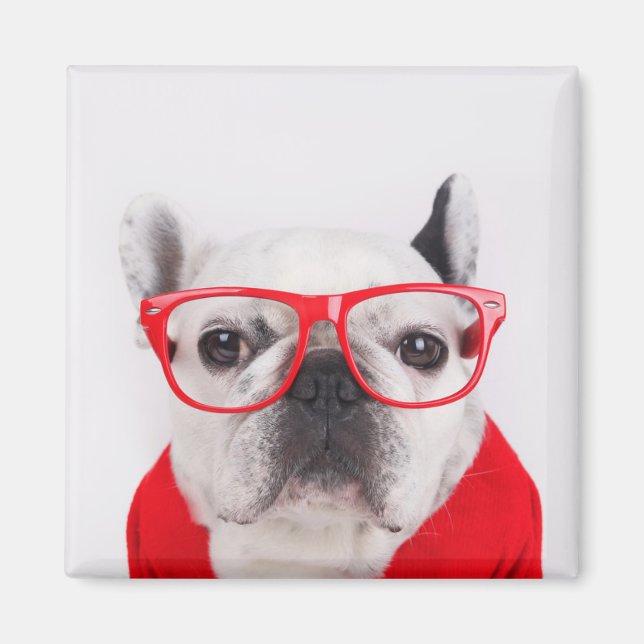 Imán Bulldog francés con gafas y camiseta (Frente)