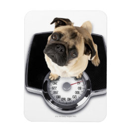 Imán Bulldog francés en escalas mirando hacia la cámara