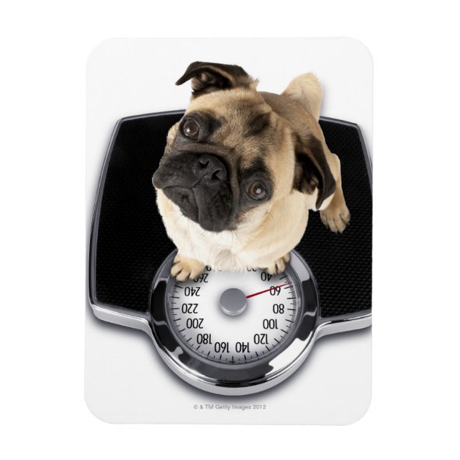 Imán Bulldog francés en escalas mirando hacia la cámara (Vertical)