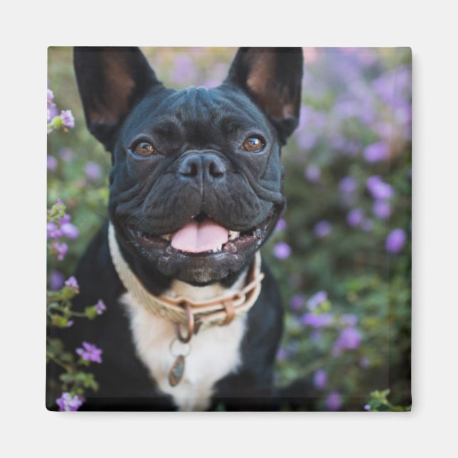 Imán Bulldog francés en flores (Frente)