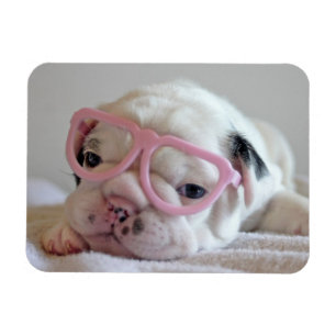 Imán Bulldog francés en gafas de corazón