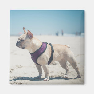 Imán Bulldog francés en la playa
