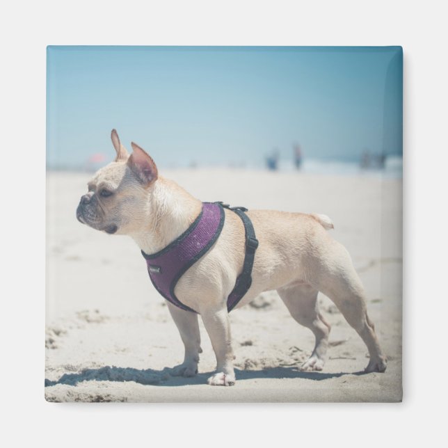 Imán Bulldog Francés En La Playa (Frente)