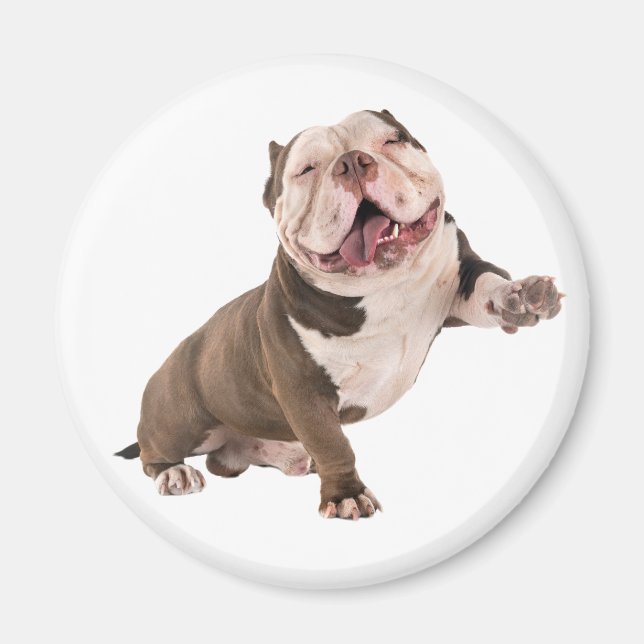 Imán Bulldog gracioso americano Bully Love Puppy Dog (Frente)