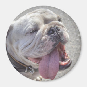 Imán Bulldog inglés blanco