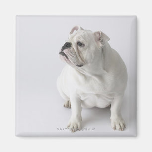 Imán Bulldog inglés blanco