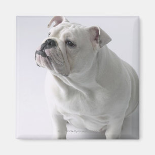 Imán Bulldog inglés blanco que se sienta en estudio,