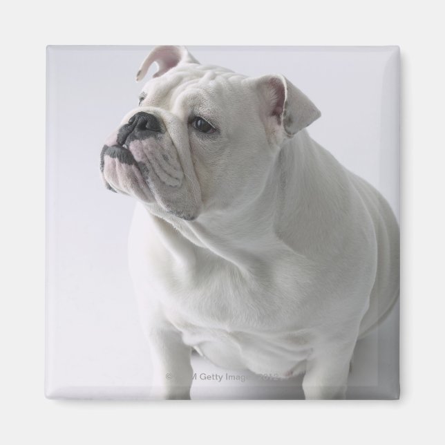 Imán Bulldog inglés blanco sentado en un estudio, (Frente)