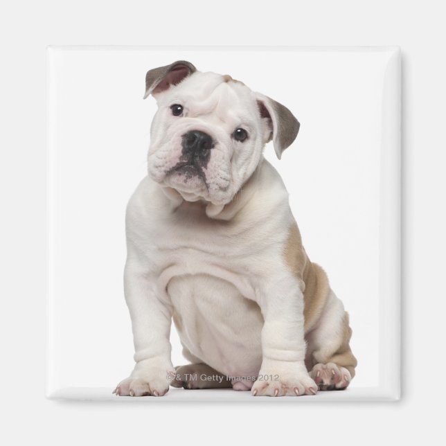 Imán Bulldog inglés cachorro (2 meses de edad) (Frente)