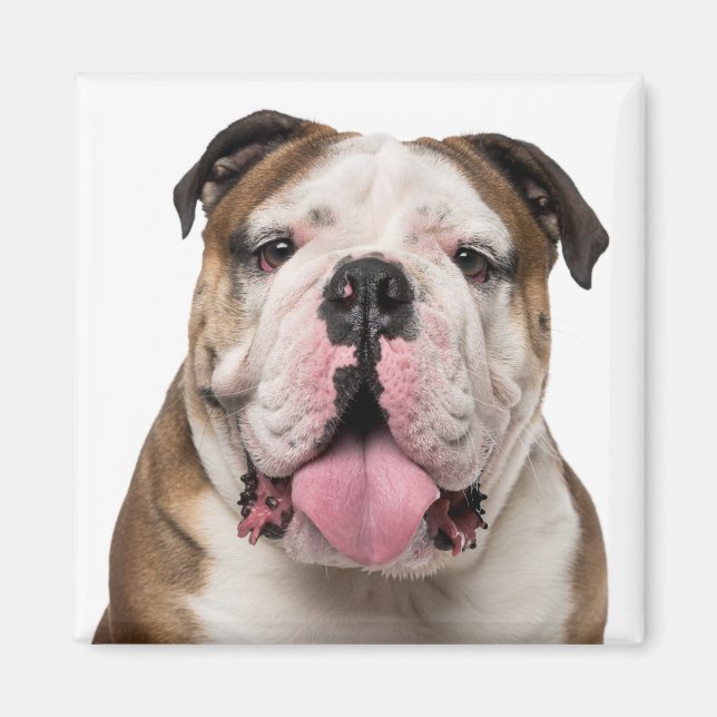 Imán Bulldog inglés gracioso sacando a la paloma (Frente)