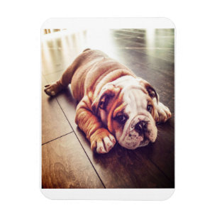 Imán Bulldog Inglés Ligero Perro Foto de perro