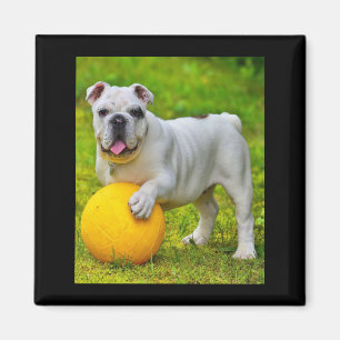 Imán Bulldog inglés lindo Bulldog de baloncesto con reg