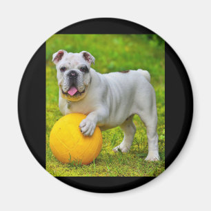 Imán Bulldog inglés lindo Bulldog de baloncesto con reg