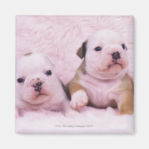 Imán Bulldog; llamó a menudo el bulldog inglés. Es a