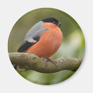 Imán Bullfinch