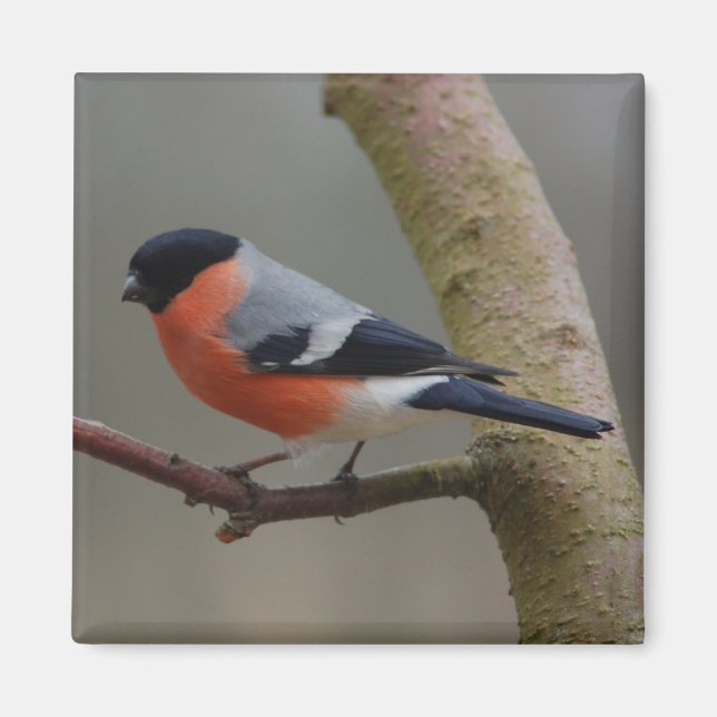 Imán Bullfinch (Frente)