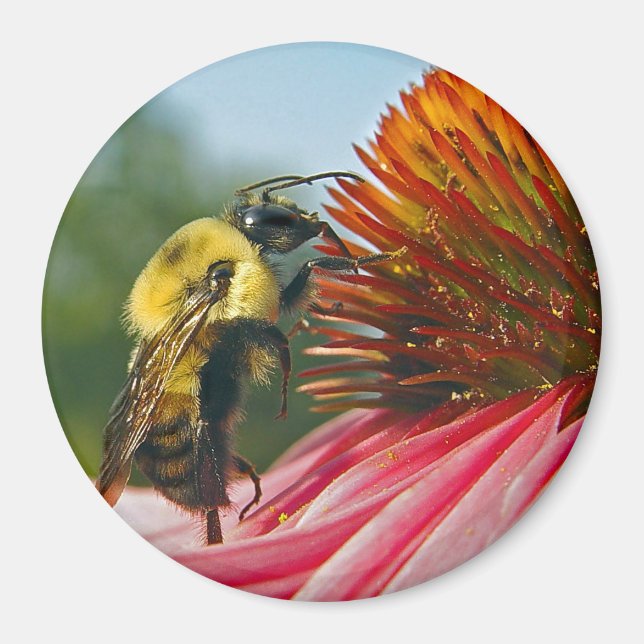 Imán Bumble Abeja con corazón de cielo (Frente)