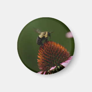 Imán Bumble Bee