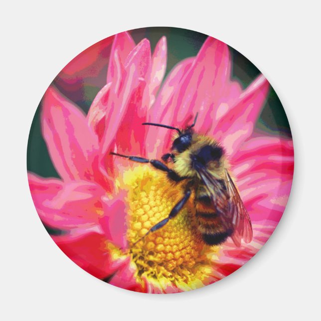 Imán Bumble Bee On Pink Daisy Flower Art  (Frente)