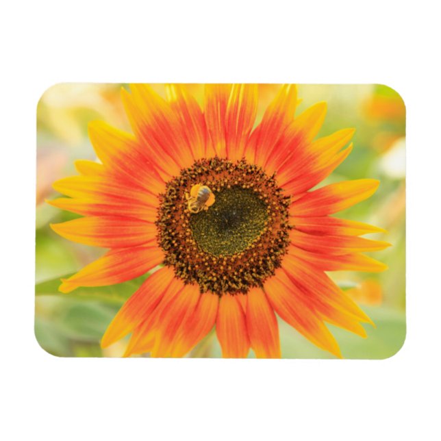 Imán Bumbleabe en girasol, Community Garden (Horizontal)