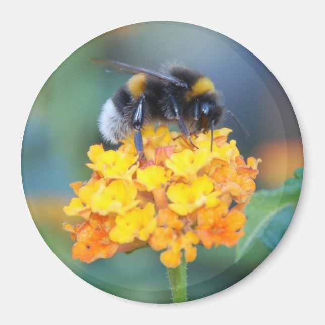 Imán BumbleBee (Frente)