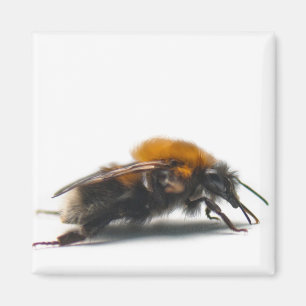 Imán Bumblebee