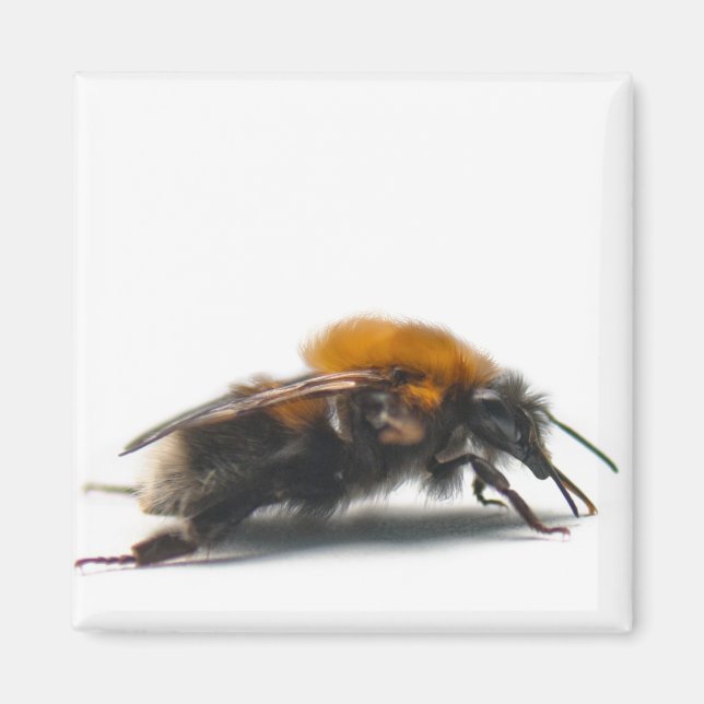 Imán Bumblebee (Frente)