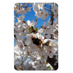 Imán Bumblebee en flor de cerezo salvaje