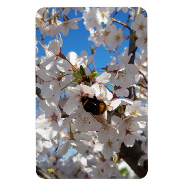 Imán Bumblebee en flor de cerezo salvaje (Vertical)
