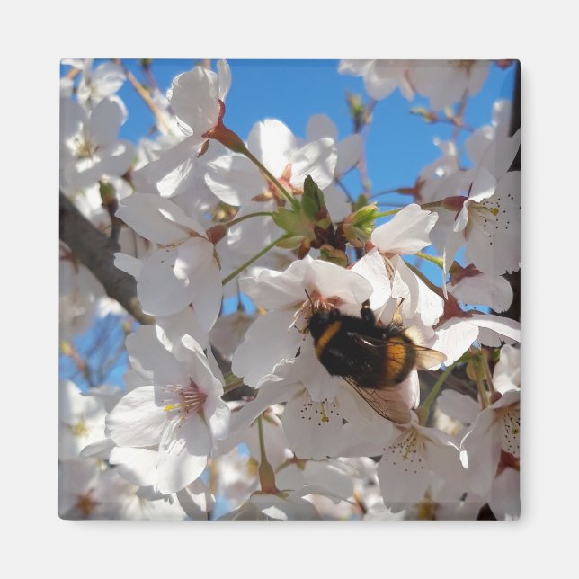Imán Bumblebee en flor de cerezo salvaje (Frente)